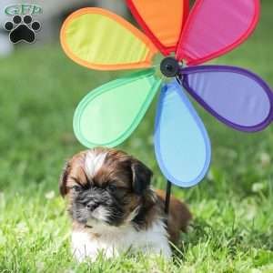 Lance, Shih Tzu Puppy
