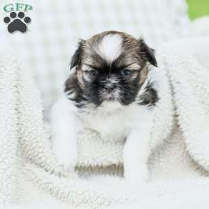 Lady, Shih Tzu Puppy