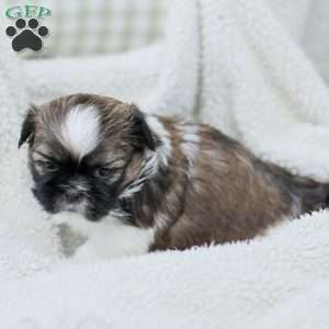 Lady, Shih Tzu Puppy