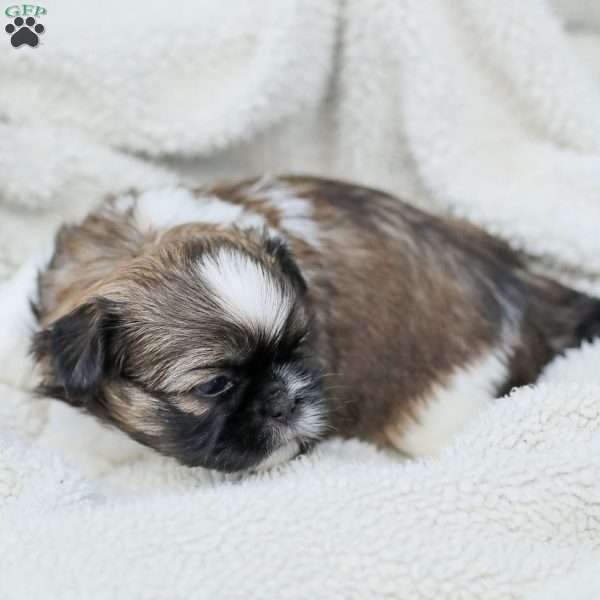 Lady, Shih Tzu Puppy