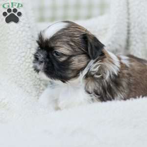 Lady, Shih Tzu Puppy