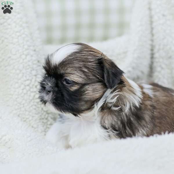 Lady, Shih Tzu Puppy