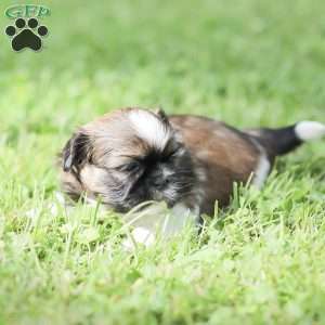 Lady, Shih Tzu Puppy
