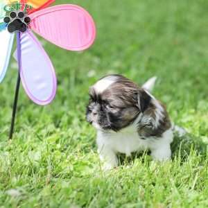 Lady, Shih Tzu Puppy