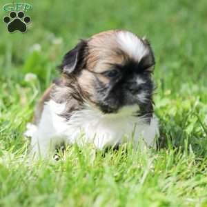 Lady, Shih Tzu Puppy