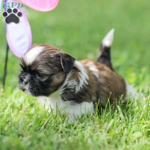 Lady, Shih Tzu Puppy