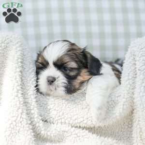 Lincoln, Shih Tzu Puppy