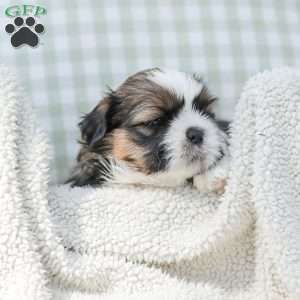 Lincoln, Shih Tzu Puppy