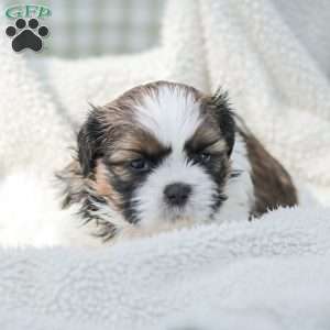 Lincoln, Shih Tzu Puppy