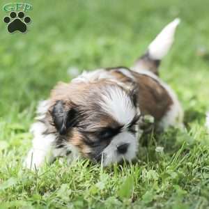 Lincoln, Shih Tzu Puppy