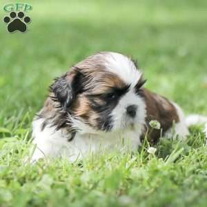 Lincoln, Shih Tzu Puppy