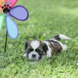 Lincoln, Shih Tzu Puppy