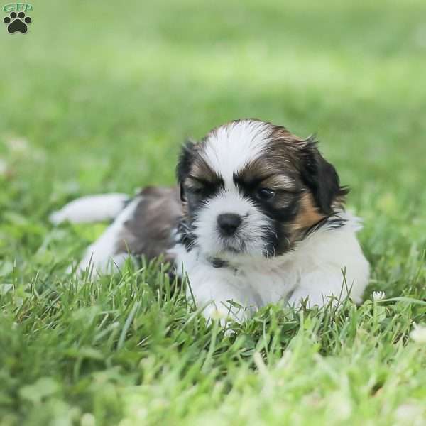 Lincoln, Shih Tzu Puppy