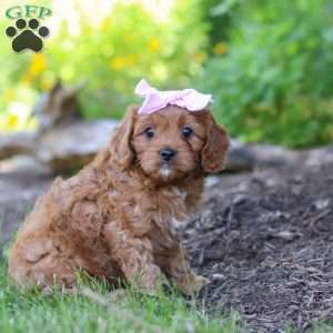Abby, Cavapoo Puppy