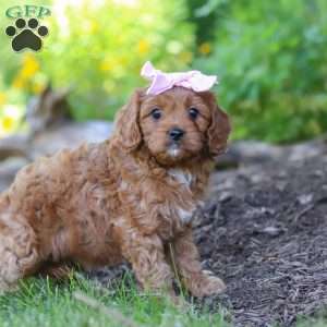 Abby, Cavapoo Puppy