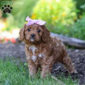 Abby, Cavapoo Puppy