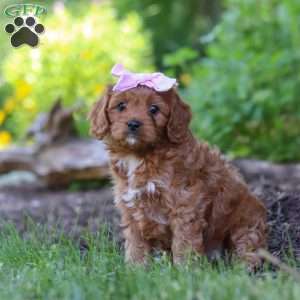 Abby, Cavapoo Puppy