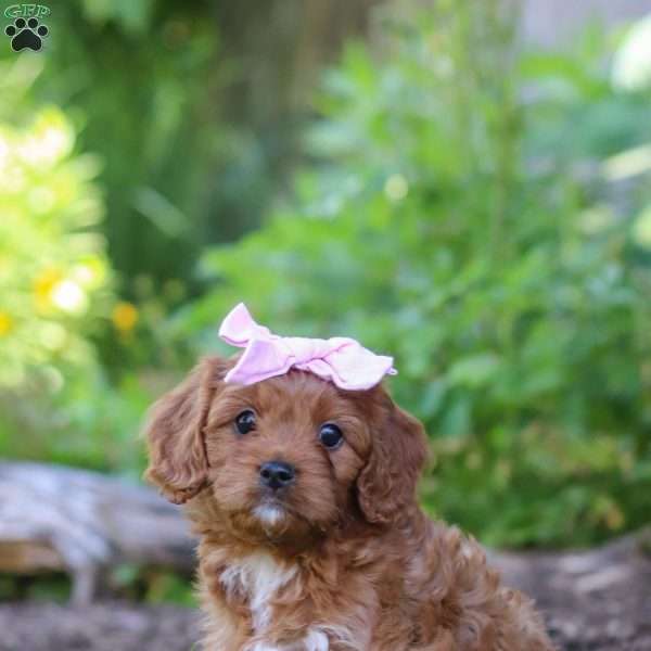 Abby, Cavapoo Puppy