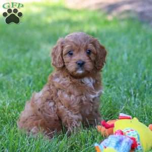 Abby, Cavapoo Puppy