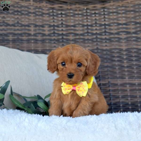 Abby, Cavapoo Puppy