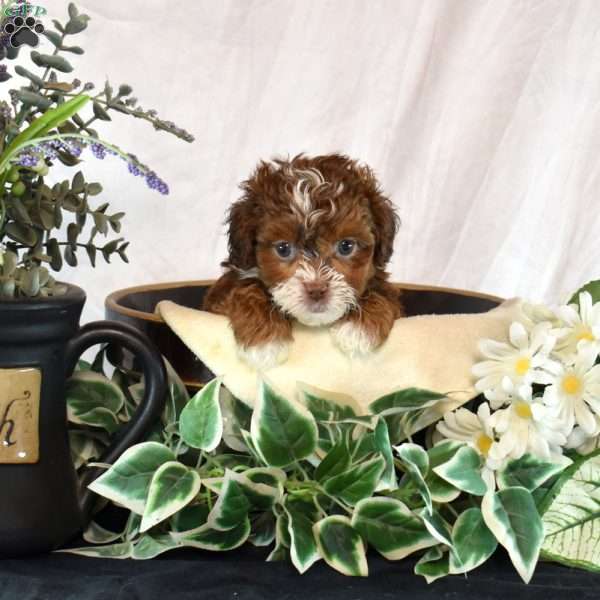 Abby, Shih-Poo Puppy