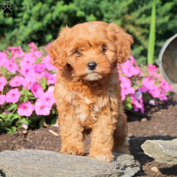 Abby, Cavapoo Puppy