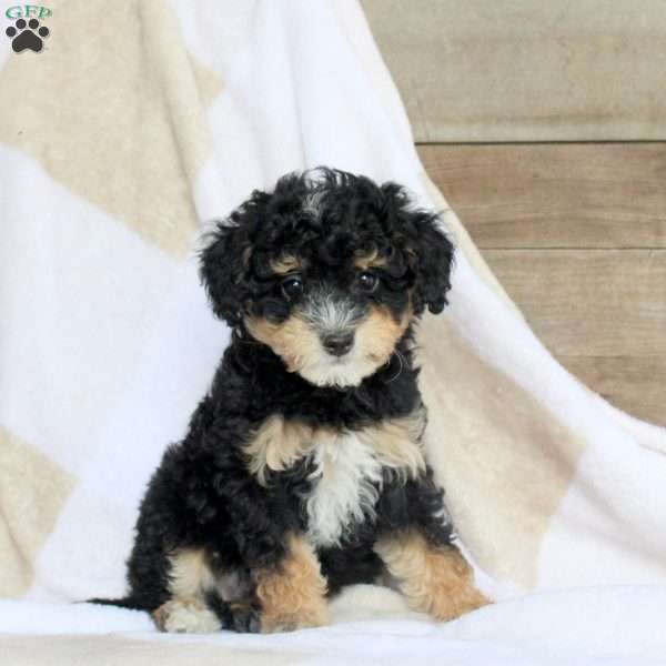 Abby, Miniature Poodle Puppy
