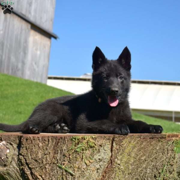 Abby, German Shepherd Puppy
