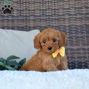 Abby, Cavapoo Puppy