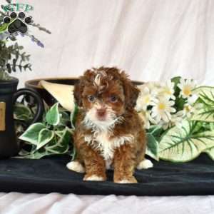 Abby, Shih-Poo Puppy