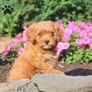 Abby, Cavapoo Puppy