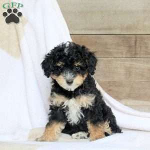 Abby, Miniature Poodle Puppy