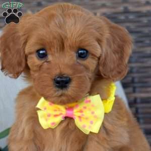 Abby, Cavapoo Puppy