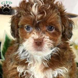 Abby, Shih-Poo Puppy
