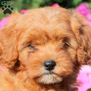 Abby, Cavapoo Puppy