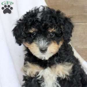 Abby, Miniature Poodle Puppy