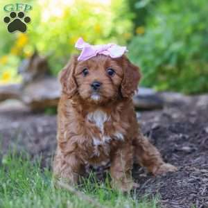Abby, Cavapoo Puppy