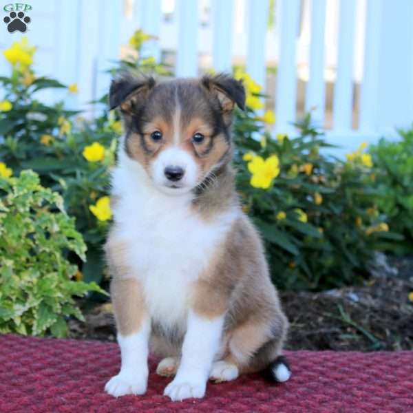 Abe, Sheltie Puppy
