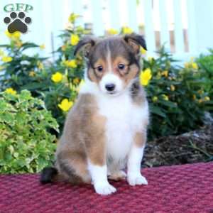 Abe, Sheltie Puppy