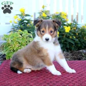 Abe, Sheltie Puppy