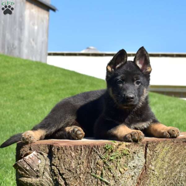 Ace, German Shepherd Puppy