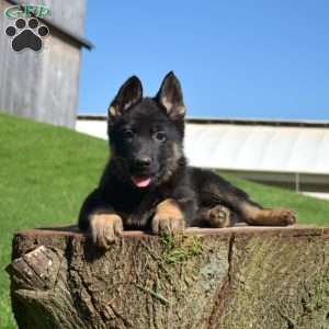 Ace, German Shepherd Puppy