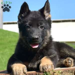 Ace, German Shepherd Puppy