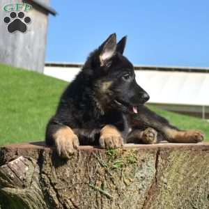 Ace, German Shepherd Puppy