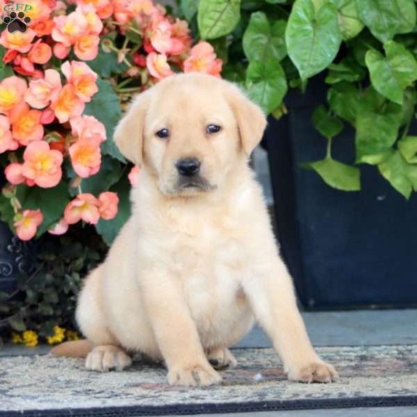 Ace, Yellow Labrador Retriever Puppy