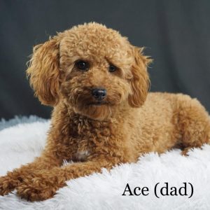 dad