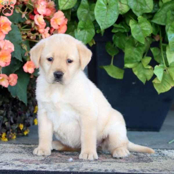 Addie, Yellow Labrador Retriever Puppy