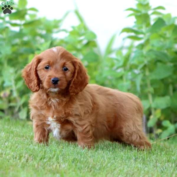 Addie, Cockapoo Puppy