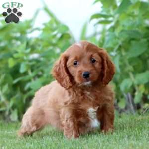 Addie, Cockapoo Puppy