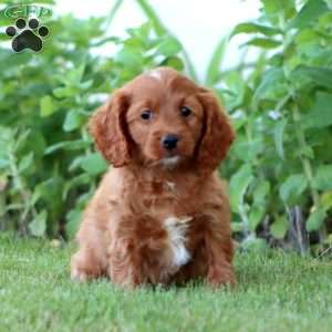 Addie, Cockapoo Puppy